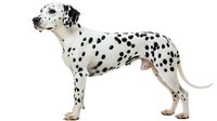 Dalmatian dog with spotted coat standing in profile against white background, isolated for design use.