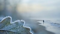 Frost-covered leaf in foreground with lone figure walking on misty beach shoreline. Winter coastal scene with soft bokeh background and gentle waves.