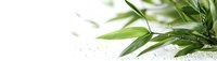 Fresh bamboo leaves with water drops on white background, natural zen composition for spa and wellness design, minimalist botanical arrangement.