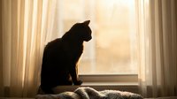 Black cat silhouette sitting on windowsill looking out through window with sheer curtains and warm sunlight, suitable for pet, home and lifestyle content.