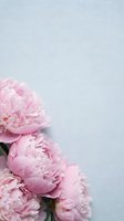 Fresh pink peonies with water droplets on a soft gray background, copy space for text, perfect for greeting cards and social media.