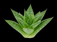 Fresh green aloe vera plant isolated on transparent background, ready for t-shirt design, stickers, clipart, print on demand, and sublimation projects.