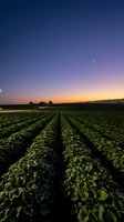 Rows of green soybean plants stretch across agricultural field at sunset with farm buildings silhouetted against golden sky and crescent moon visible overhead.