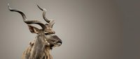 Majestic kudu antelope with spiral horns in profile against neutral background for wildlife photography and nature design projects.