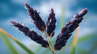 Purple grass spikelets covered with morning dew drops against blurred blue background. Close up macro photography of wild meadow plant in nature.
