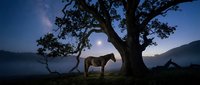 Young horse standing beneath ancient gnarled tree at twilight, misty mountain valley landscape, serene rural scene for nature and equestrian projects.