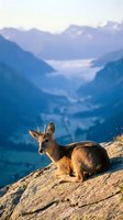 Young deer resting on rocky mountain ledge with dramatic alpine valley and peaks in soft morning light creating peaceful wildlife scene.