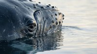 Gray whale head emerging from ocean water with distinctive baleen plates visible during surface breathing behavior in marine wildlife habitat.