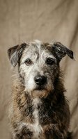 Senior mixed breed dog with gray muzzle and wise amber eyes sitting against neutral beige background for pet adoption campaigns and veterinary care materials.