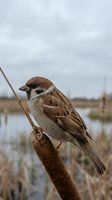 Sparrow perched on dried cattail reed in wetland habitat with water and marsh vegetation in soft overcast light.