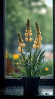 Yellow lupine flowers in pot on windowsill with water drops and morning light creating atmospheric mood against blurred green garden background.