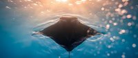 Majestic manta ray gliding gracefully through crystal clear blue ocean waters with sunlight filtering from above creating magical underwater atmosphere.