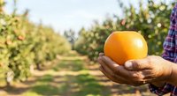 Farmer holding fresh orange in orchard during harvest season, showcasing organic citrus fruit production and agricultural sustainability practices.