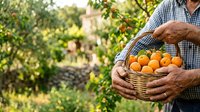 Middle-aged male farmer with tan skin wearing checkered shirt holding wicker basket filled with fresh ripe oranges in sunny orchard garden setting for harvest and agriculture themes.