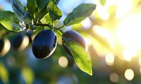 Fresh ripe avocado growing on tree with sunlight filtering through leaves, creating natural bokeh effect in background.