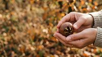 Farmer holding dried seed pod in hands over blurred autumn harvest field background, agricultural sustainability and crop production concept.