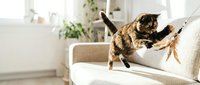 Playful tabby cat stretching and scratching beige sofa in bright modern living room with natural light and houseplants creating cozy home atmosphere.