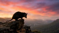Black panther silhouette on rocky cliff edge against dramatic sunset sky with orange and purple clouds over mountain valley landscape for wildlife photography.