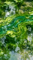 Green algae bloom swirling in clear water with natural patterns and bubbles creating abstract aquatic texture for environmental and nature concepts.