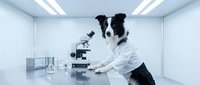 Border collie scientist in white lab coat conducting research with microscope in modern laboratory for veterinary medicine and animal science concepts.