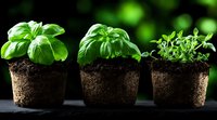 Fresh basil herb seedlings growing in soil pots against green bokeh background, showing different stages of plant growth. Organic gardening concept.