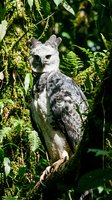 Harpy eagle perched among lush green foliage and vines in tropical forest habitat, displaying distinctive facial disc and powerful talons for wildlife and nature content.