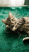 Playful tabby kitten lying on emerald green carpet, looking up at camera with wide eyes and paws stretched out, perfect for pet and animal lifestyle content.