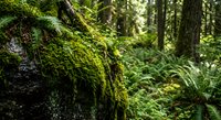 Moss-covered fallen log with vibrant green ferns in lush temperate rainforest. Natural woodland ecosystem with rich biodiversity and organic textures.
