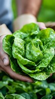 Fresh green butter lettuce head held in African American farmer hands, showing crisp leaves with water droplets. Close-up organic produce for healthy eating.