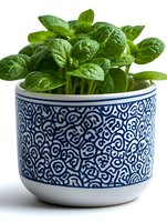 Fresh green spinach microgreens growing in decorative blue and white ceramic pot with oriental pattern design on white background, suitable for healthy eating blogs.