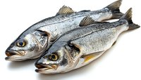 Fresh raw sea bass fish pair with silvery scales and clear eyes on white background, ready for cooking preparation. Isolated seafood composition for culinary use.