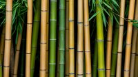 Fresh and dried bamboo stems in various shades of green and brown with lush leaves, creating natural pattern for zen and spa atmosphere backgrounds.