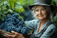 Senior woman in hat and casual wear holding fresh harvested grapes in wicker basket, smiling while working in vineyard during autumn grape picking season.