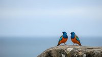 Two colorful superb starlings perched on rocky cliff overlooking calm ocean waters under soft cloudy sky for nature and wildlife photography projects.