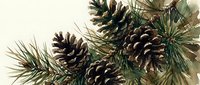 Natural pine cones with evergreen branches on white background, isolated winter holiday decoration elements for seasonal crafts and design projects.