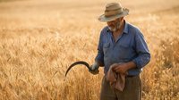 Elderly farmer with scythe harvesting golden wheat field during sunset. Traditional agriculture and farming lifestyle concept for rural living content.