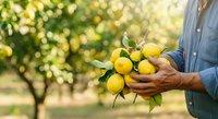 Farmer holding fresh yellow lemons with green leaves in orchard during harvest season, agricultural produce and farming concept.