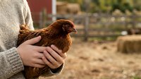 Farmer holding brown hen in hands on rural farm with hay and wooden fence in background, agricultural livestock care and poultry farming concept.
