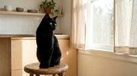 Black cat sitting on wooden perch by window in bright home interior with shelves and plants, suitable for pet care, home decor, and lifestyle content.