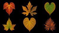 Autumn leaves collection in red, orange, green and yellow tones, isolated on transparent background. Great for clipart, stickers, t-shirt design, sublimation, print on demand.