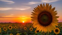 Sunflower field at golden sunset with vibrant yellow blooms and warm sky colors creating peaceful agricultural landscape for nature and farming themes.