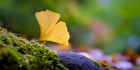 Golden ginkgo leaf resting on moss-covered stone in autumn forest with soft bokeh background creating peaceful natural scene for wellness and meditation.