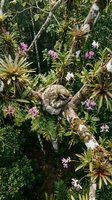 Sloth sleeping peacefully on tree branch surrounded by lush tropical rainforest vegetation and vibrant pink orchid flowers in natural jungle habitat.