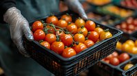 Fresh ripe cherry tomatoes on vine in black plastic container held by gloved hands at farmers market or grocery store, selective focus on bright orange produce.
