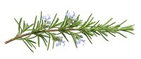 Rosemary herb branch with small purple flowers isolated on white background, ready for culinary, botanical, and design applications.
