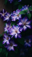 Purple and white clematis flowers blooming against dark background, with vibrant petals and green foliage creating dramatic garden scene.