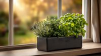 Fresh herbs growing in modern black planter on windowsill with warm autumn garden view, perfect for home cooking and kitchen decor.