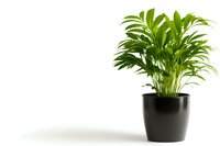 Areca palm houseplant with bright green fronds in modern black pot isolated on white background, ready for interior design and home decor projects.