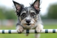 Adorable mixed breed puppy with scruffy gray and brown fur peeking over black and white striped fence rail outdoors with curious expression and alert ears.
