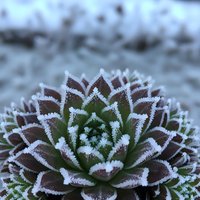 Frost-covered succulent plant with ice crystals on leaves during winter morning creating natural cold weather botanical pattern for seasonal design projects.